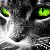 Chaton48