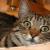 Dansecatcat