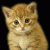 Homoplate