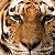 Tiger59